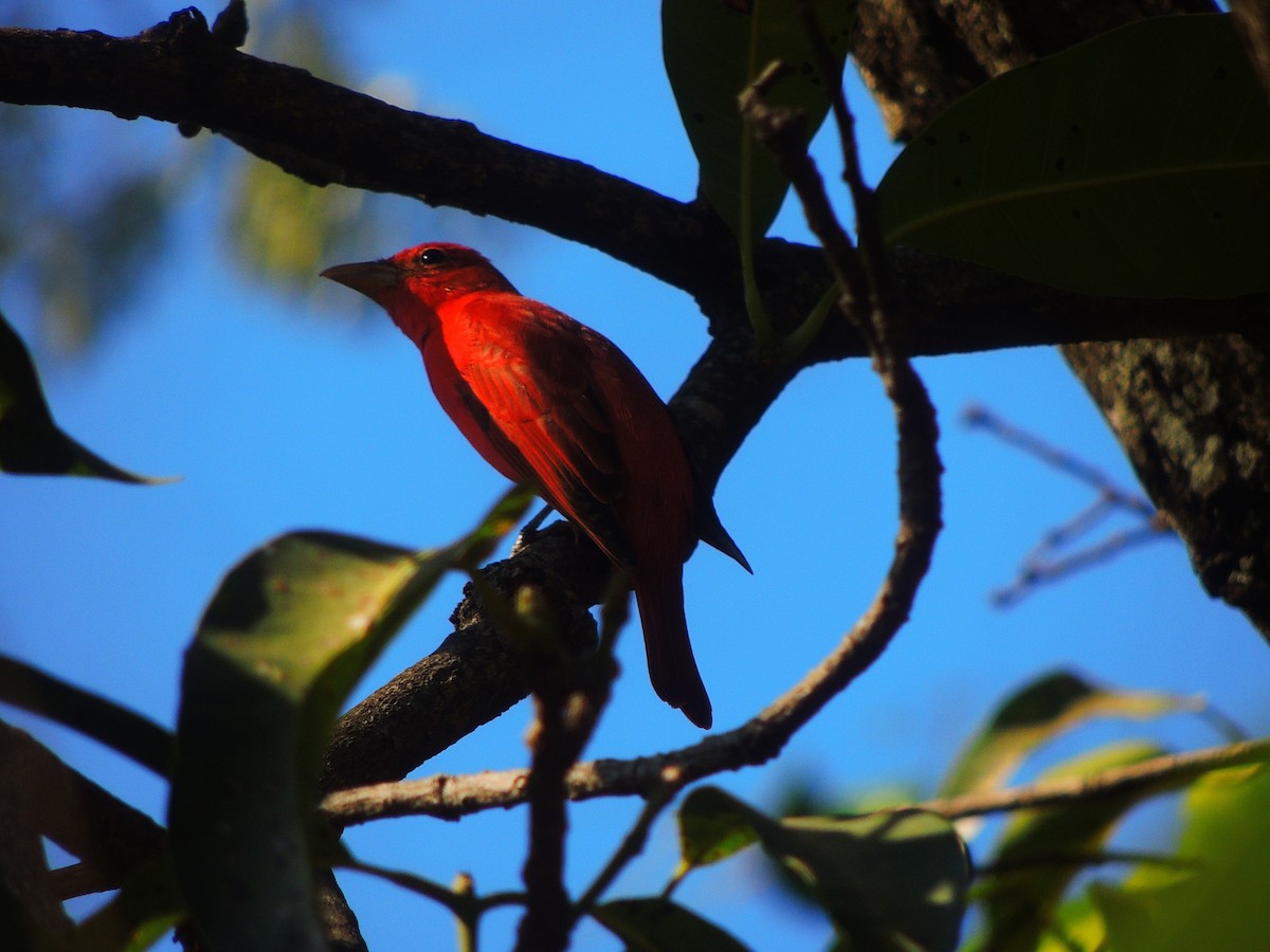 Summer Tanager - ML140941241