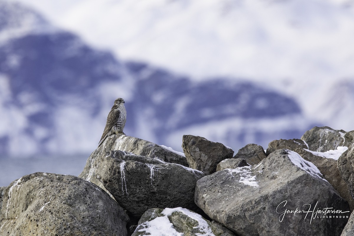 Gyrfalcon - Gaukur Hjartarson