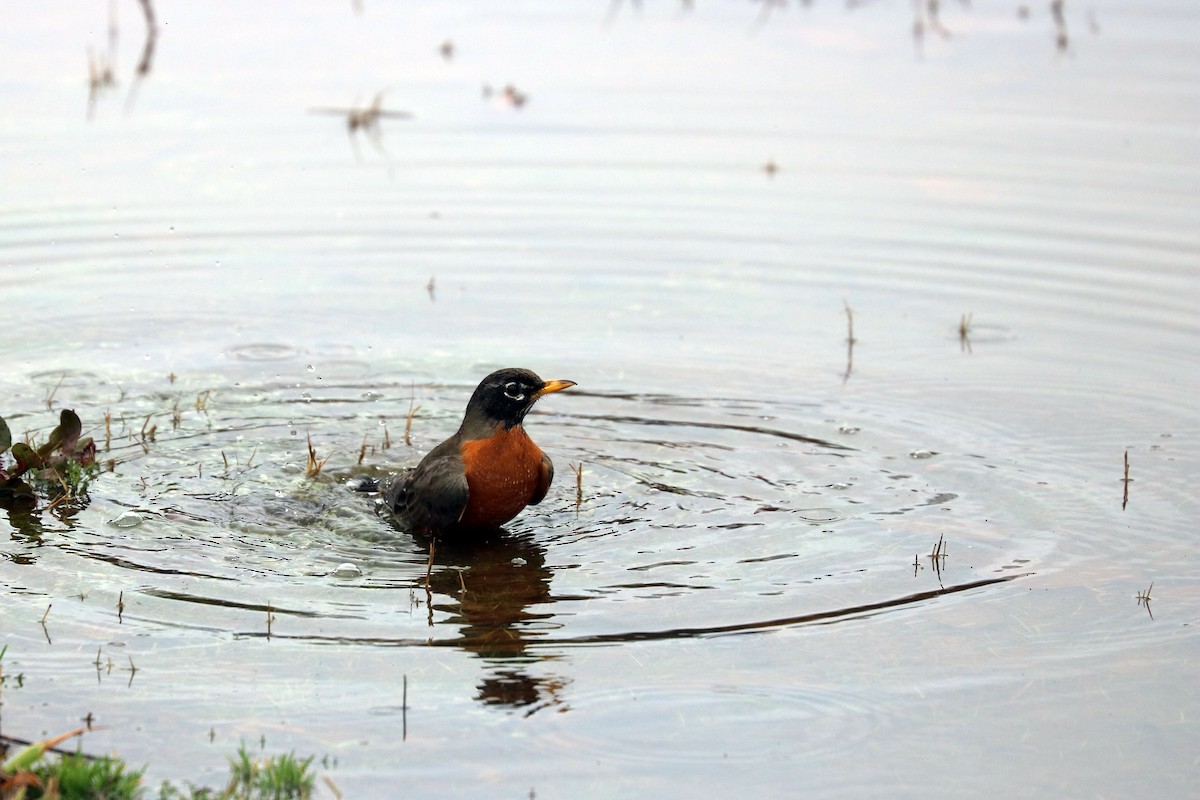 American Robin - ML140943951