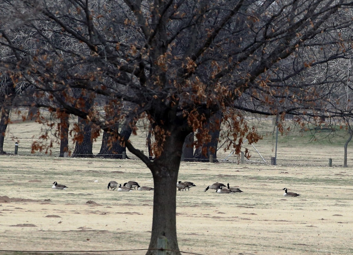 Canada Goose - ML140943981