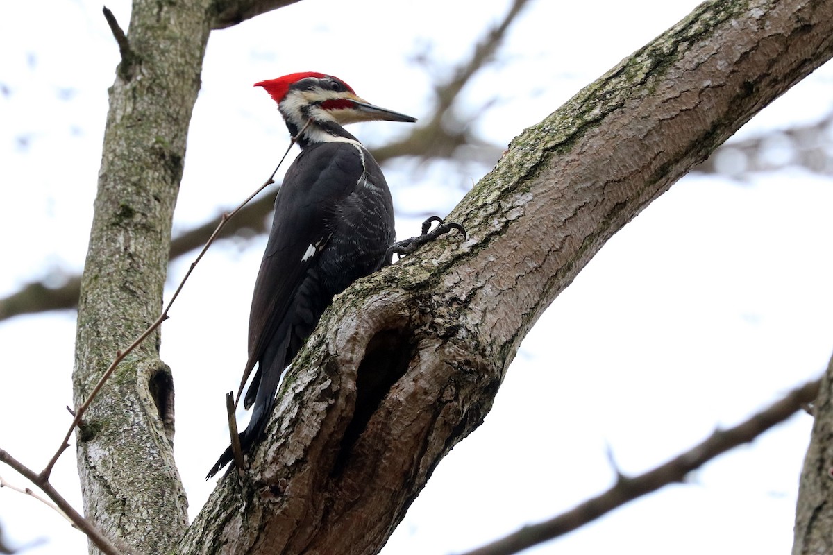 Pileated Woodpecker - ML140944001