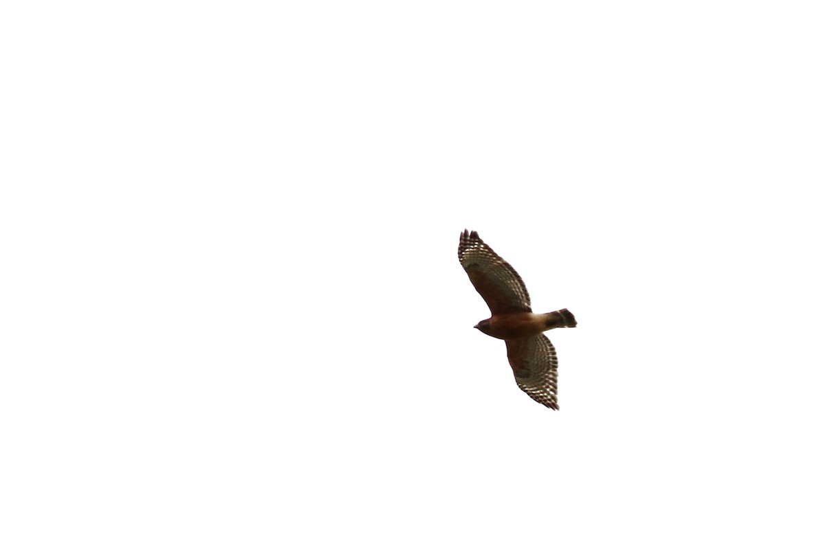 Red-shouldered Hawk - ML140944041