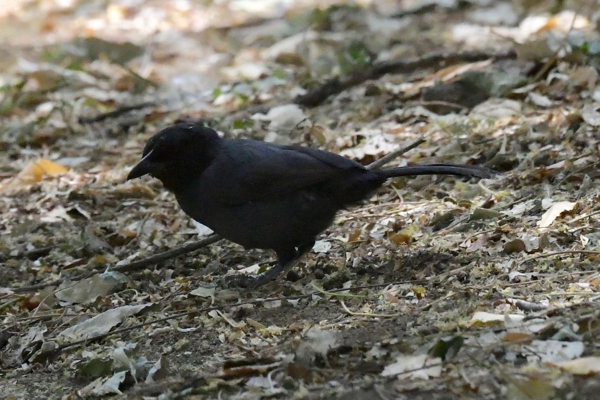 Slate-colored Boubou - ML140944481