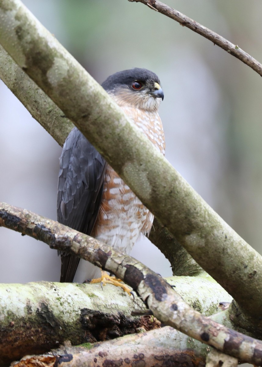 Sharp-shinned Hawk - ML140944681