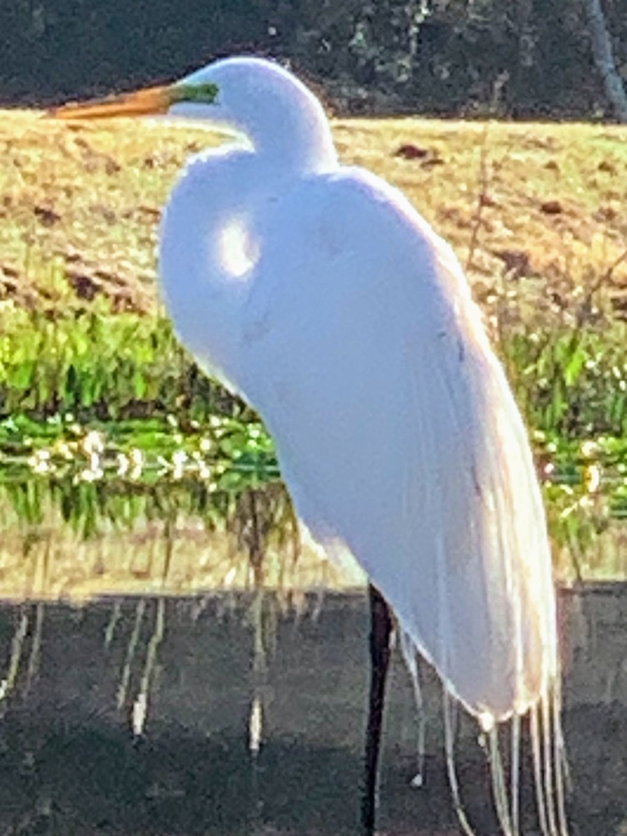 Great Egret - Rick Purvis