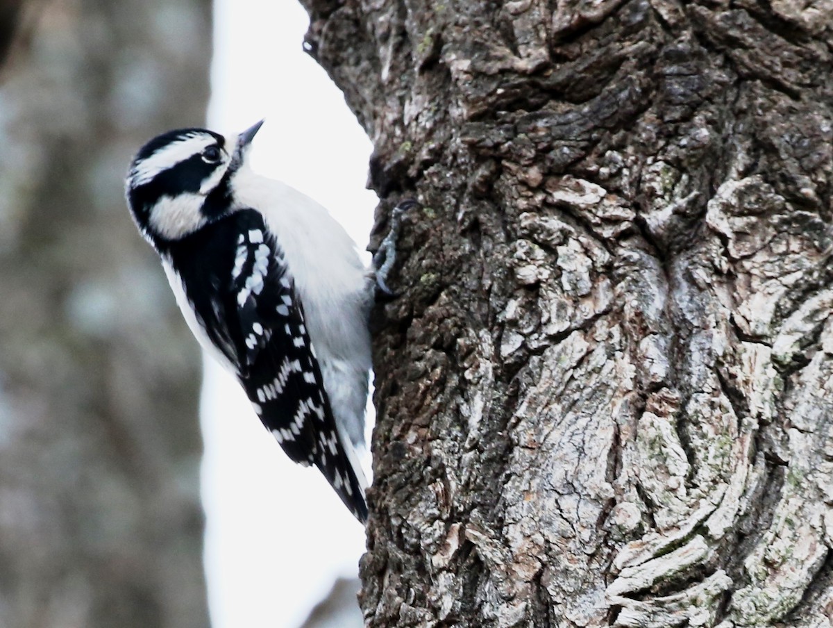 Downy Woodpecker - ML140944711