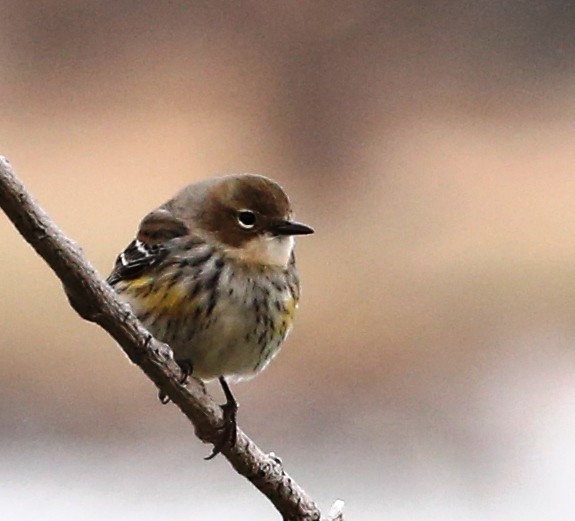 Yellow-rumped Warbler - ML140944801