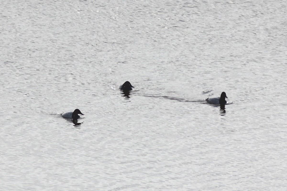 Canvasback - Alain Carriere