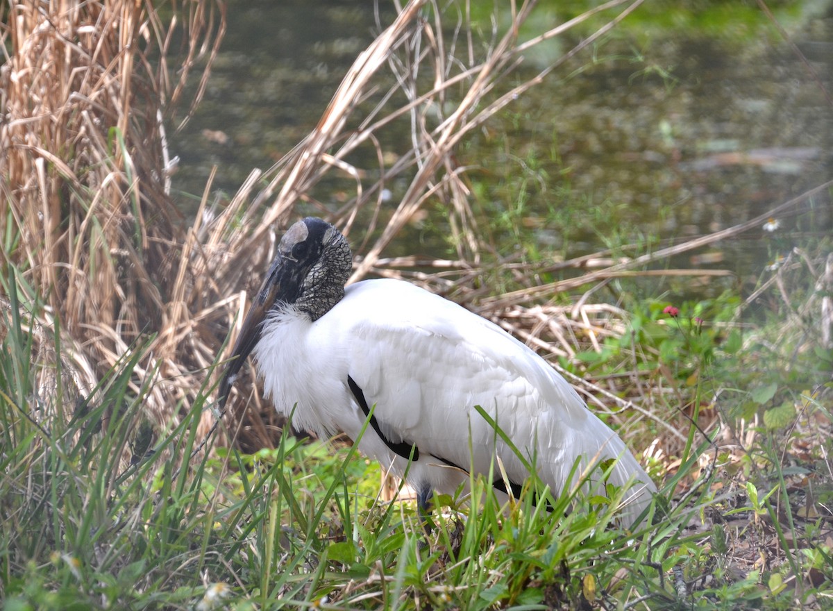 Wood Stork - ML140947341