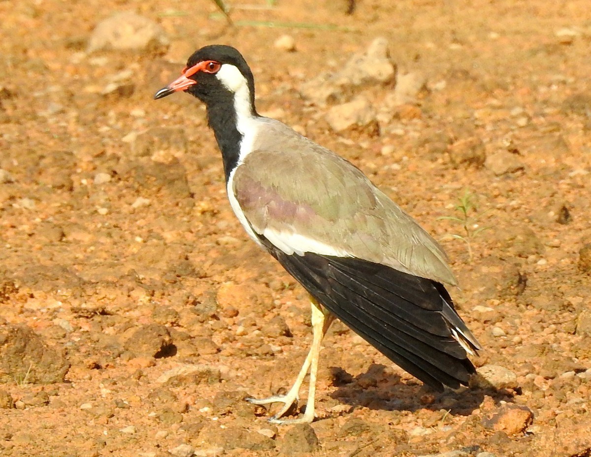 Red-wattled Lapwing - Athula Edirisinghe