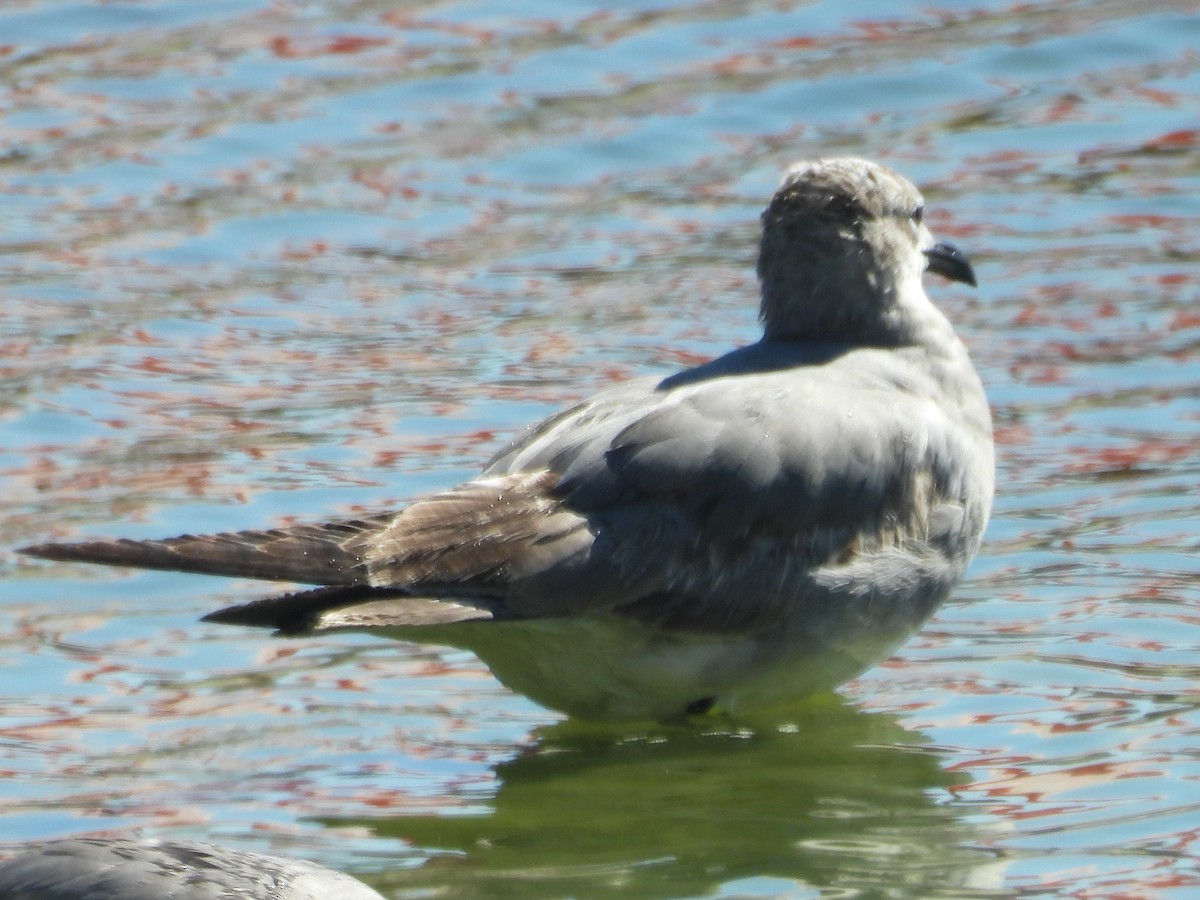 Laughing Gull - Gil Aburto-Avila