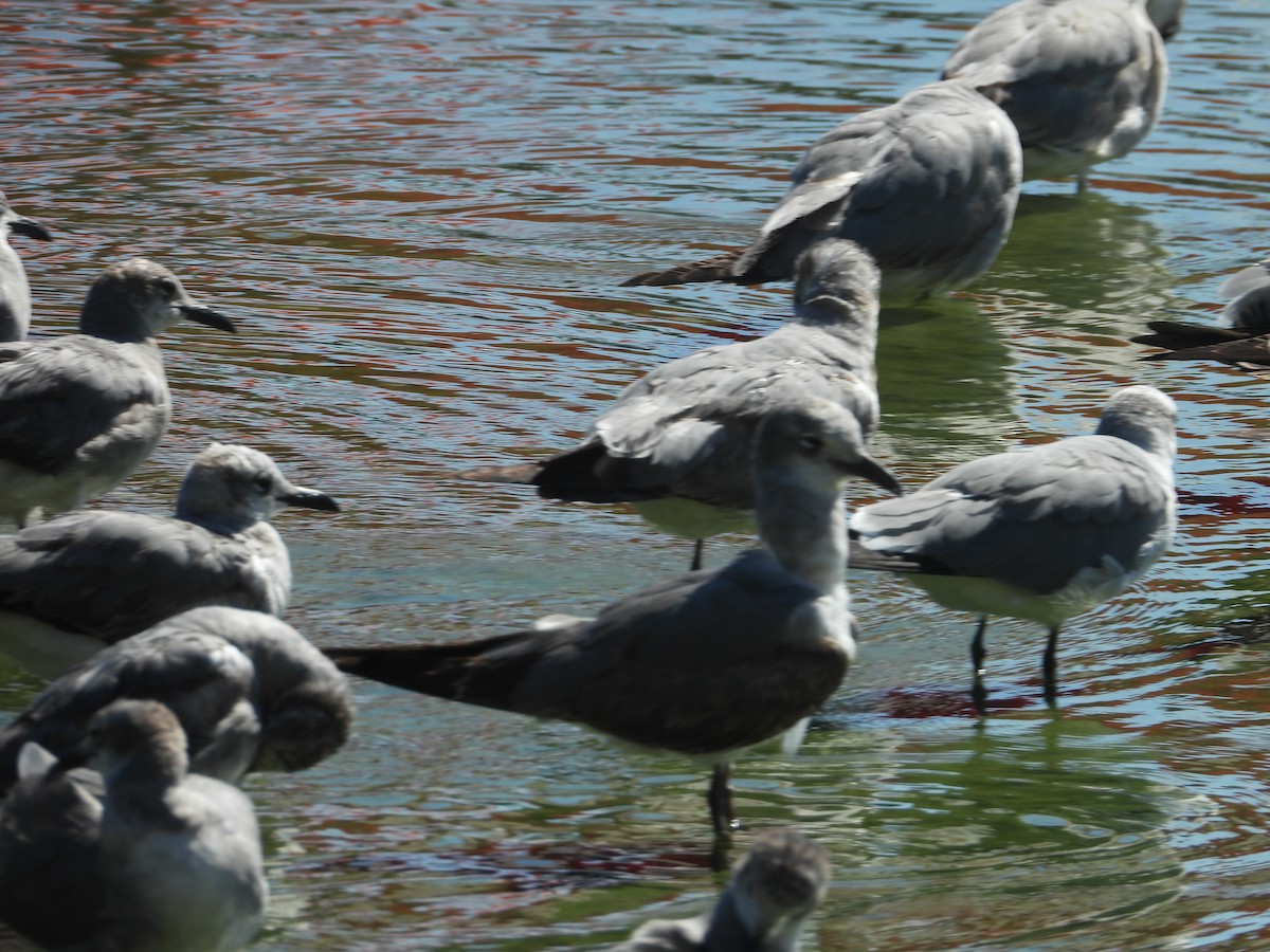 Laughing Gull - ML140948701