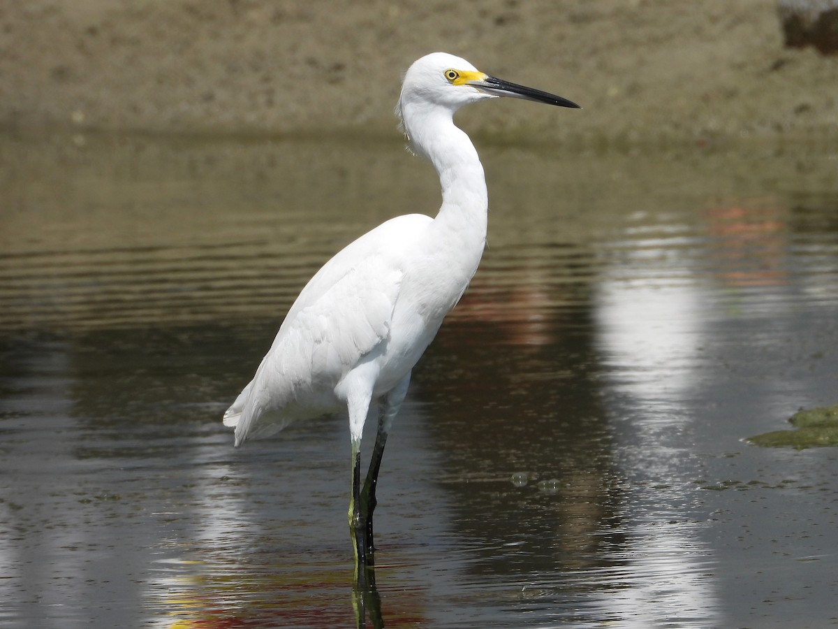 Snowy Egret - Gil Aburto-Avila