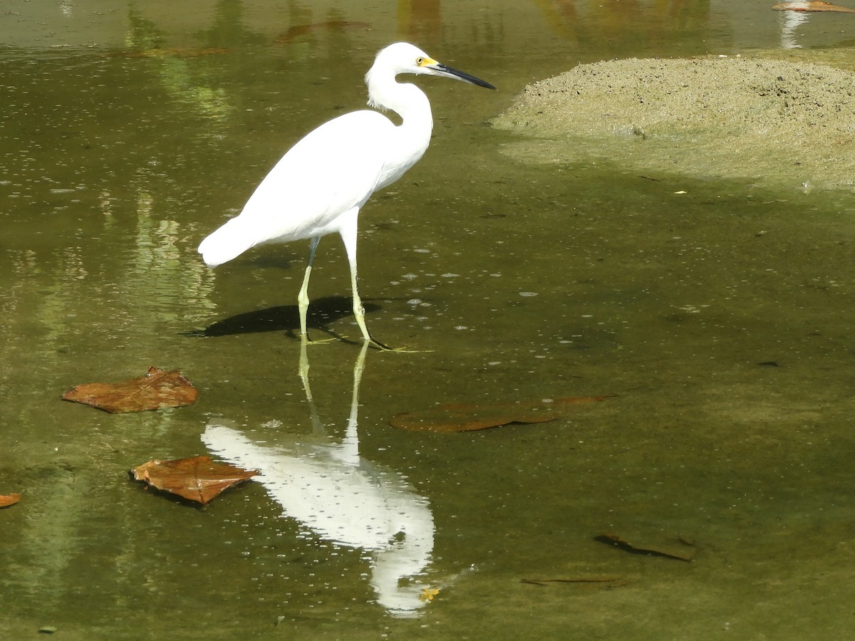 Snowy Egret - ML140949511