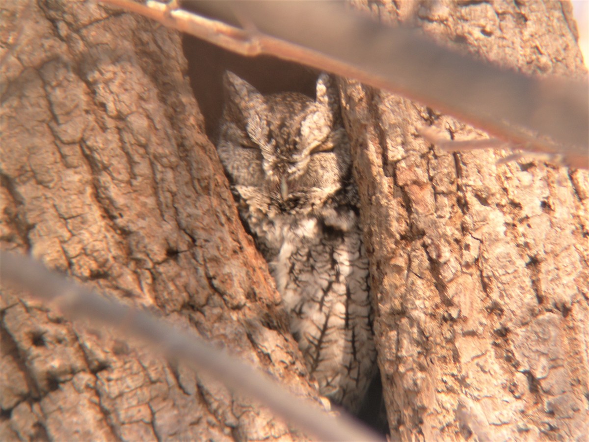 Eastern Screech-Owl - Gérard Cyr