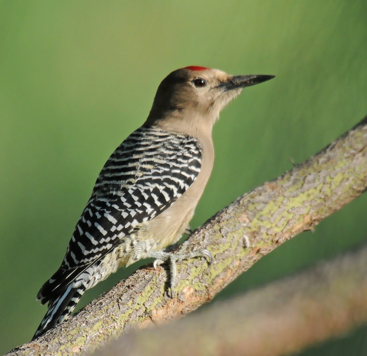 Gila Woodpecker - ML140949881