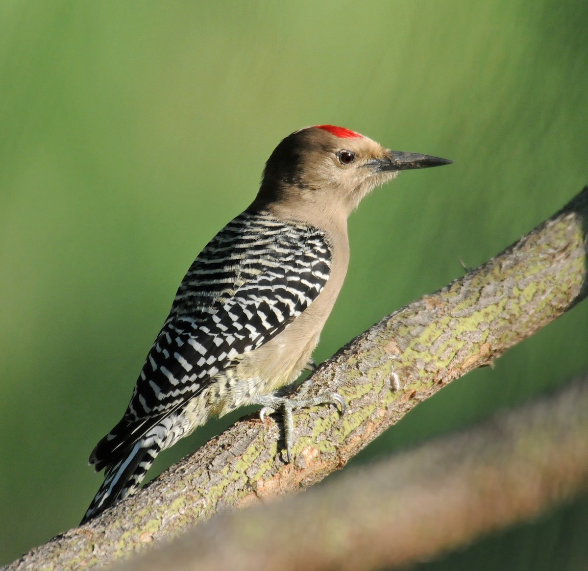 Gila Woodpecker - ML140949891