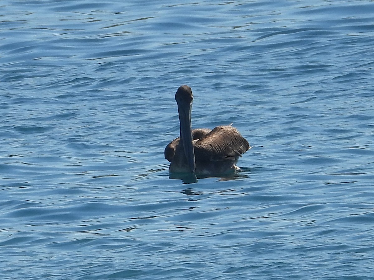 Brown Pelican - ML140950191