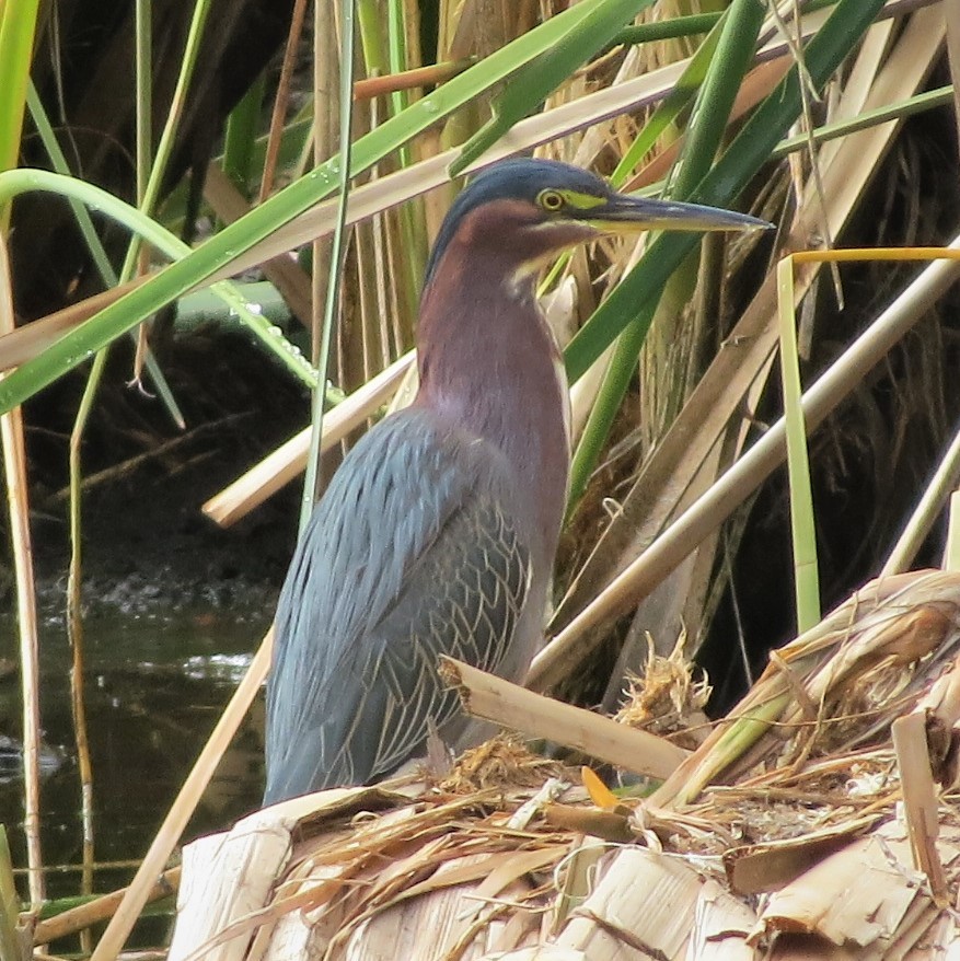 Green Heron - ML140950481