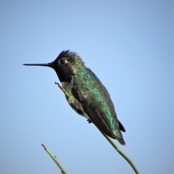 Anna's Hummingbird - ML140950561