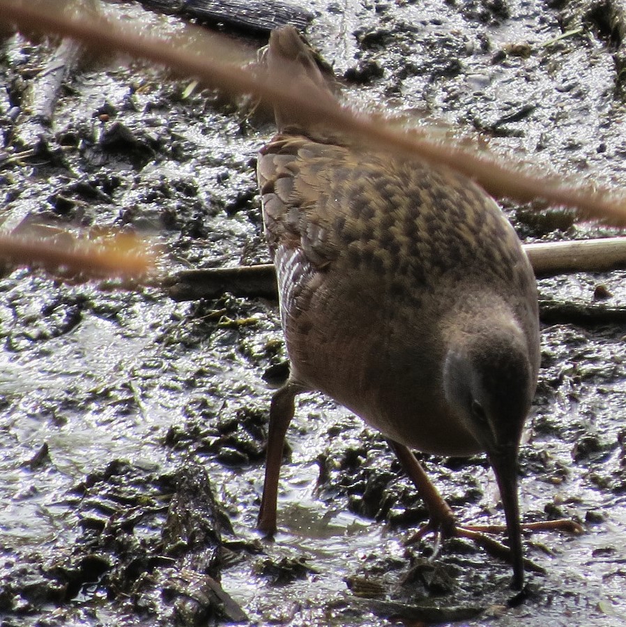 Virginia Rail - ML140950631