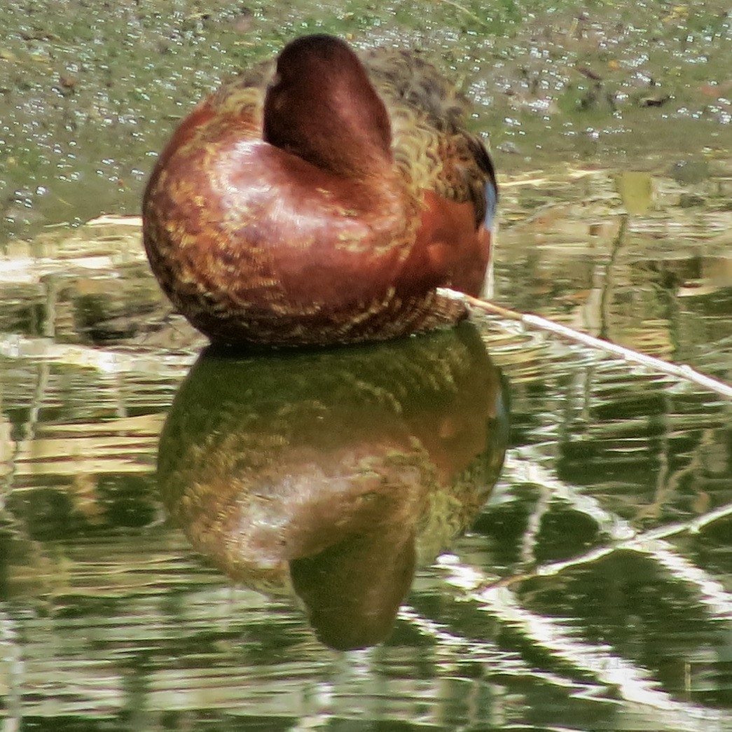 Cinnamon Teal - ML140950821