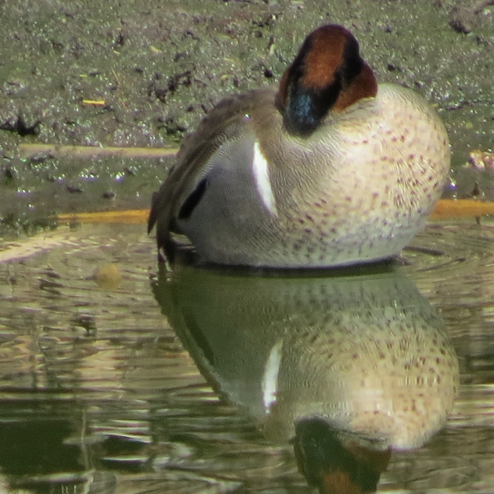 Green-winged Teal - ML140950871