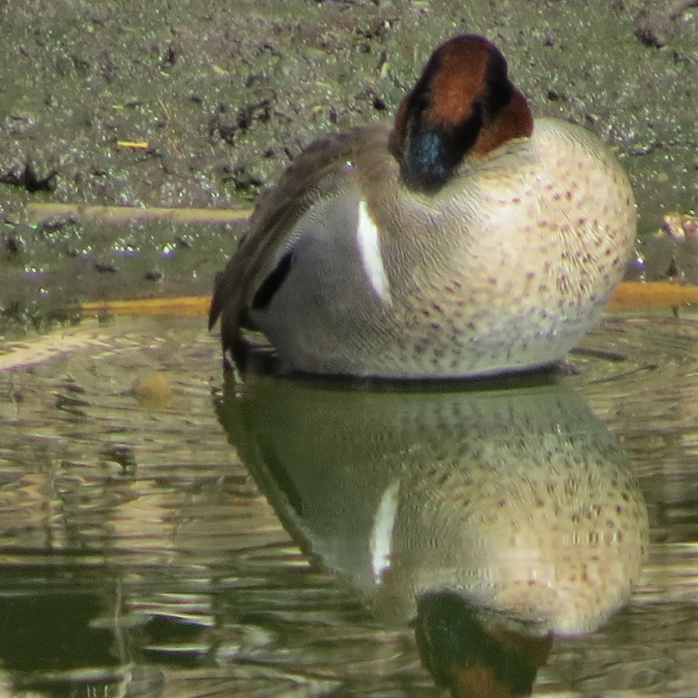 Green-winged Teal - David Dunford