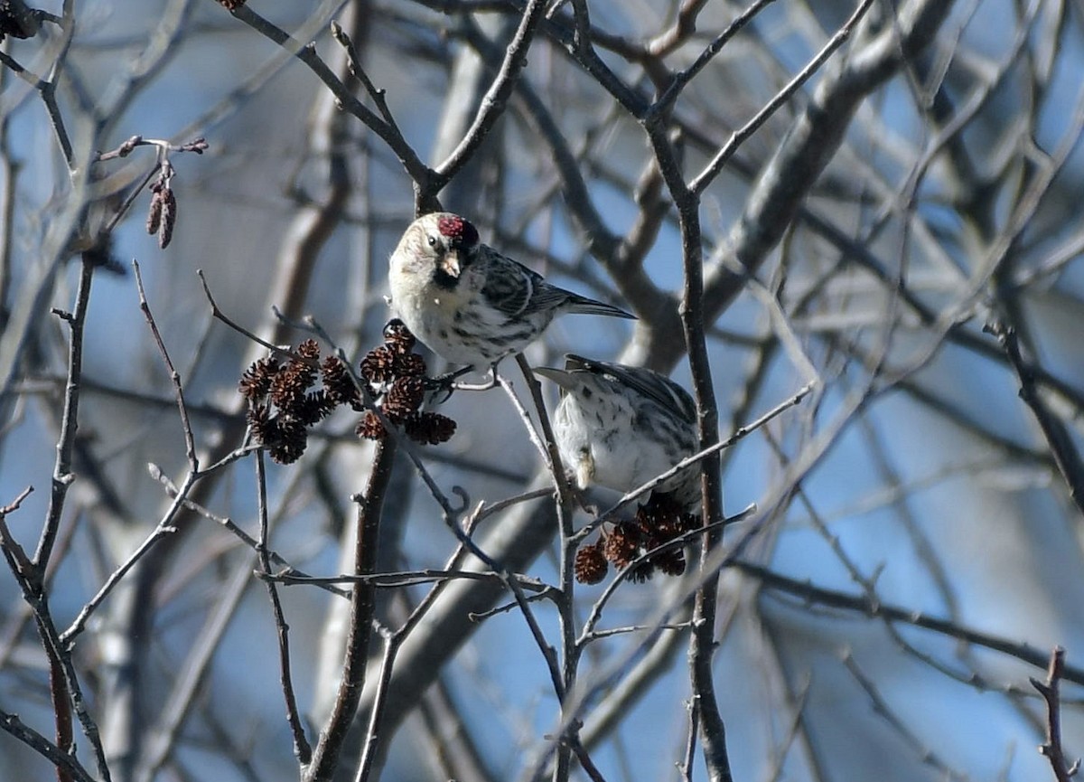 Common Redpoll - ML140951131