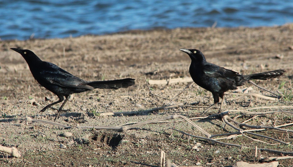 Great-tailed Grackle - ML140951581