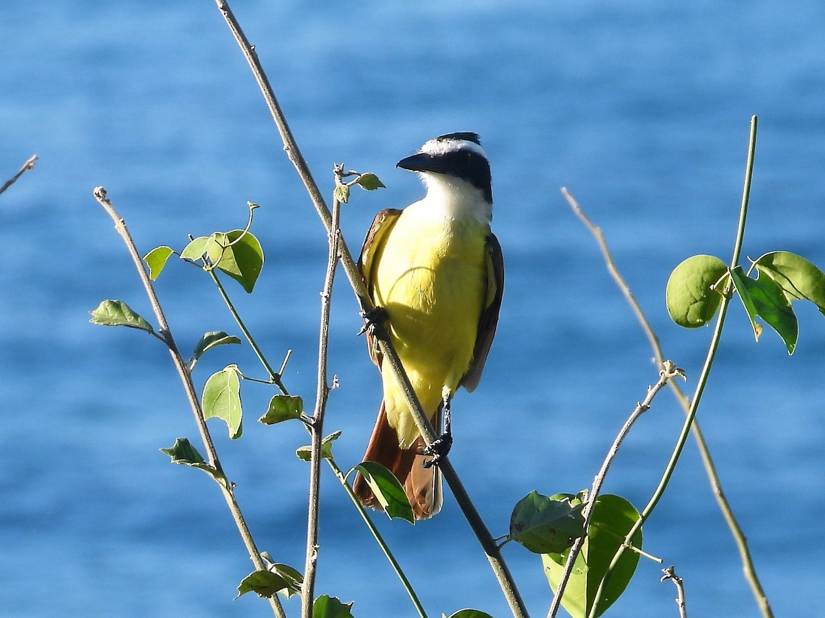 Great Kiskadee - Gil Aburto-Avila