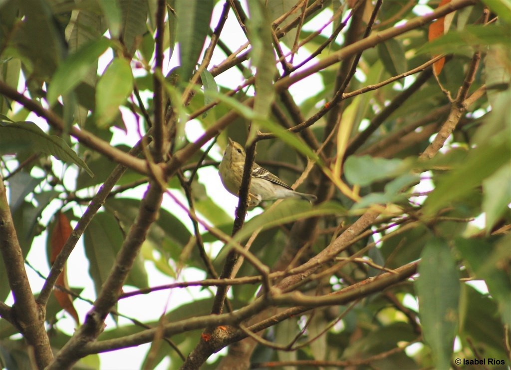 Blackpoll Warbler - ML140952471