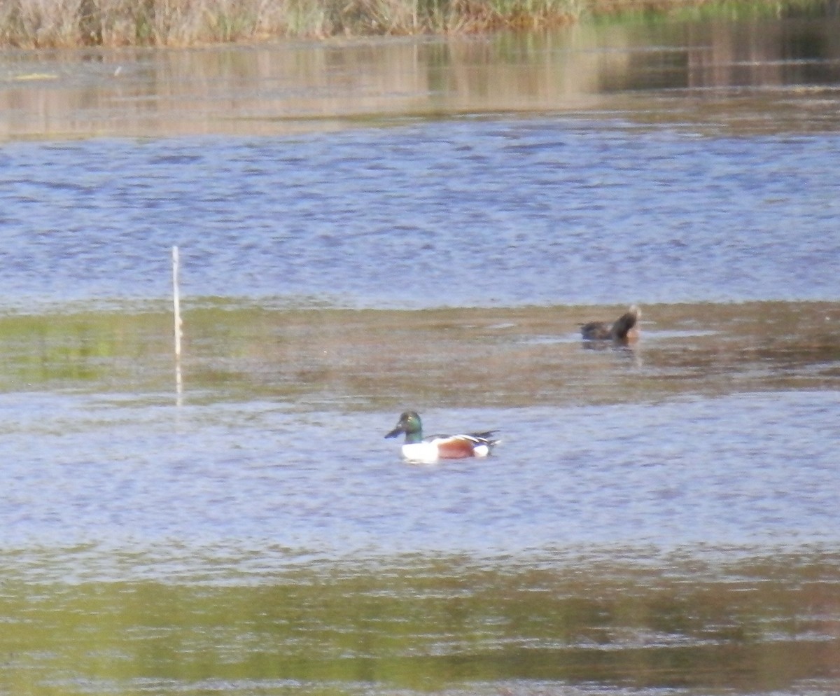 Northern Shoveler - ML140952581