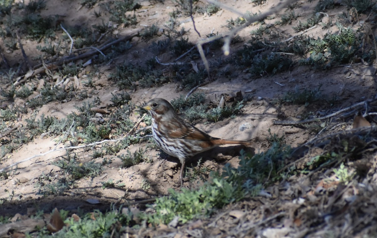 strnadec kaštanový (ssp. iliaca/zaboria) - ML140952631