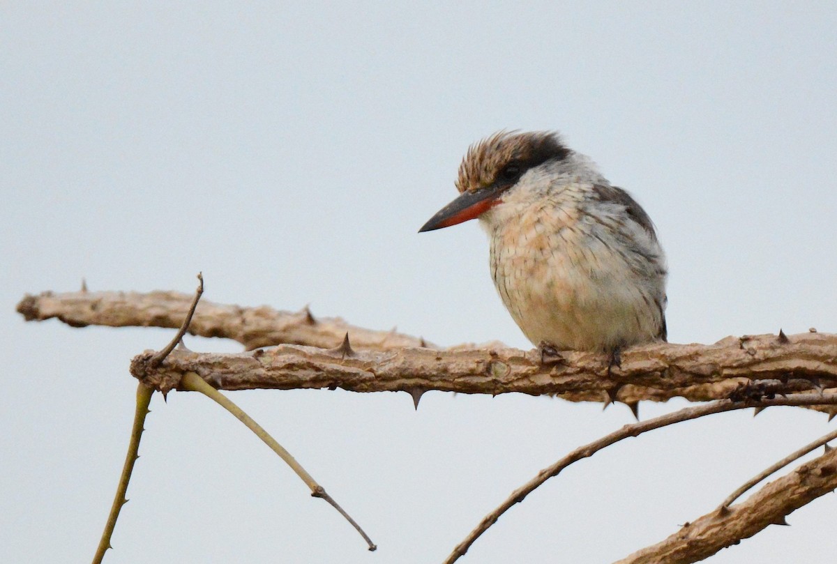 Striped Kingfisher - ML140952871