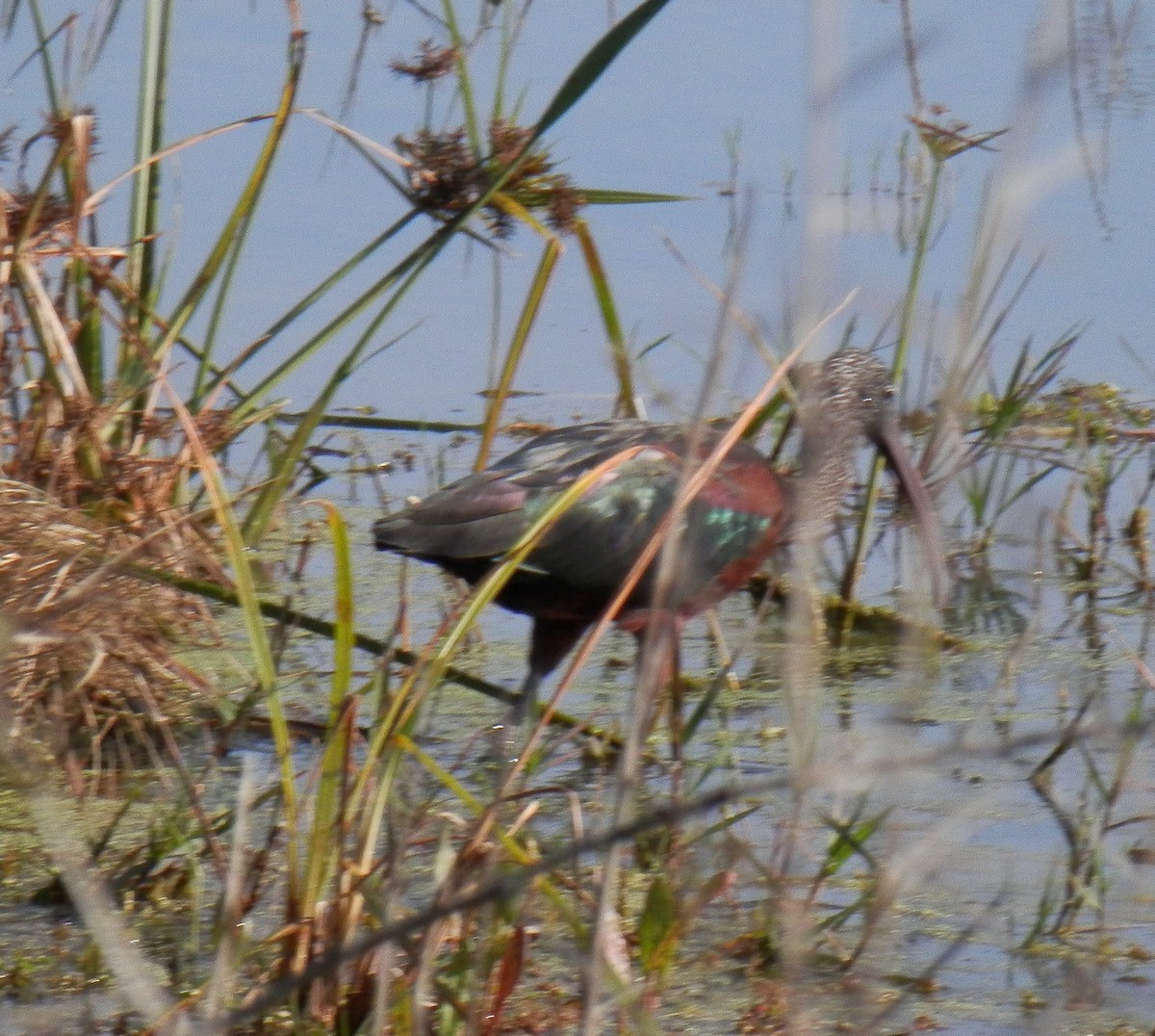 Glossy Ibis - ML140953221