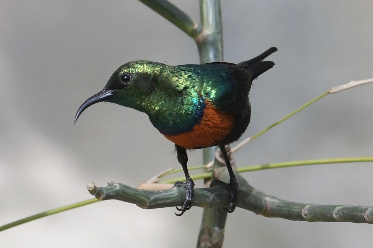 Black-bellied Sunbird - ML140954701