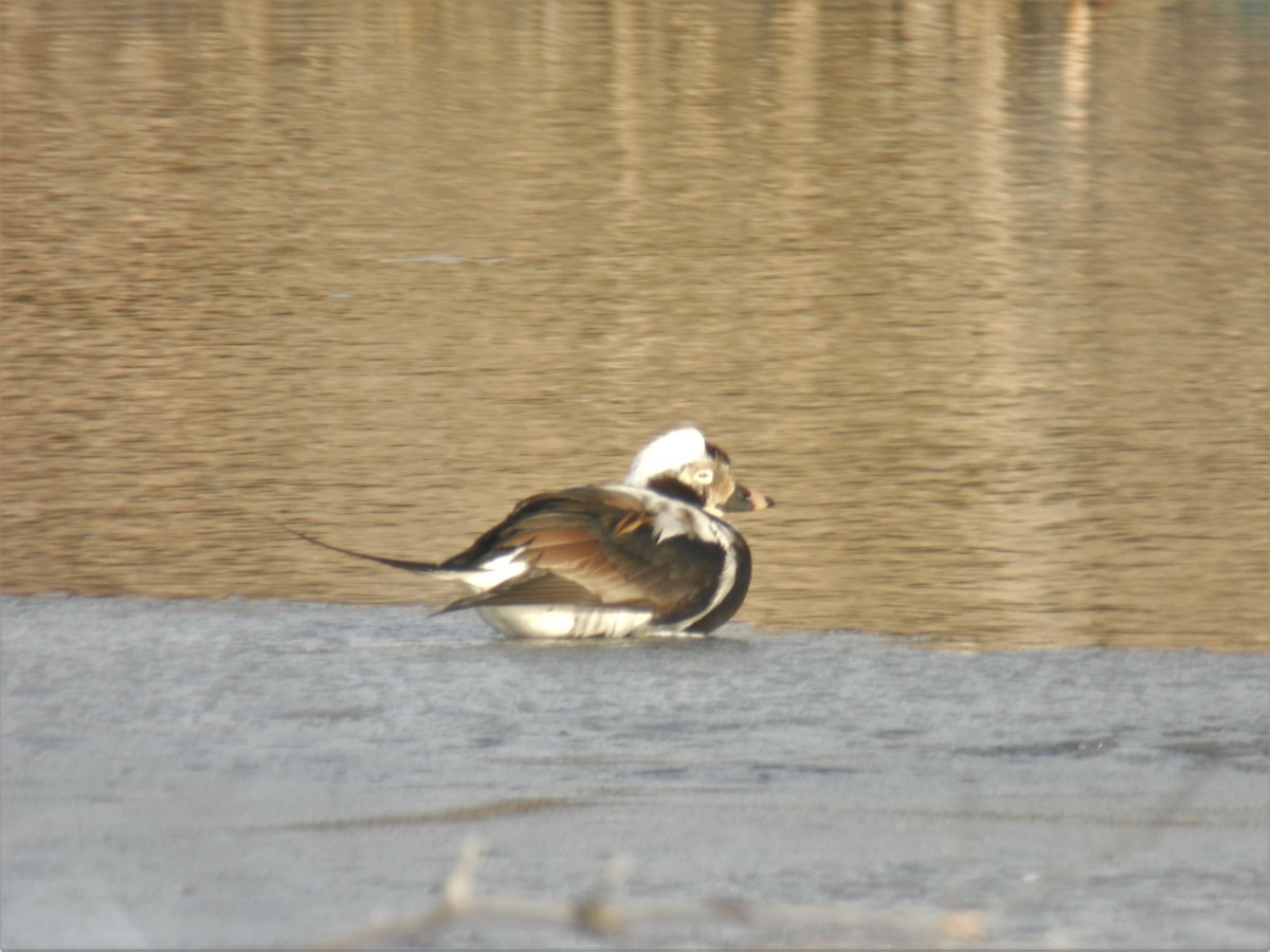 Long-tailed Duck - ML140955481