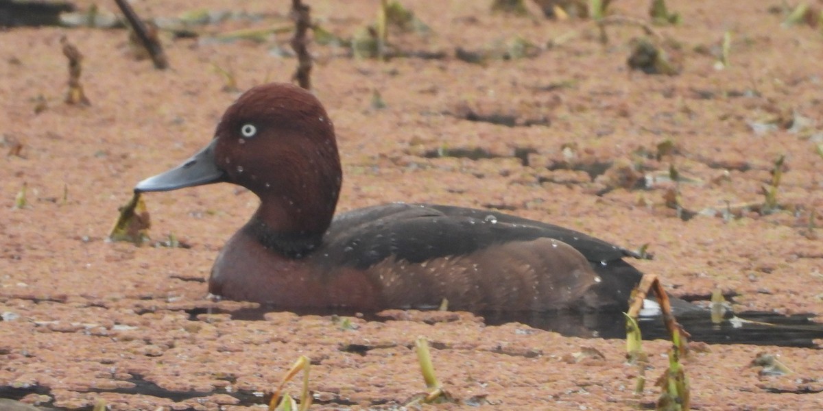 Ferruginous Duck - ML140955581