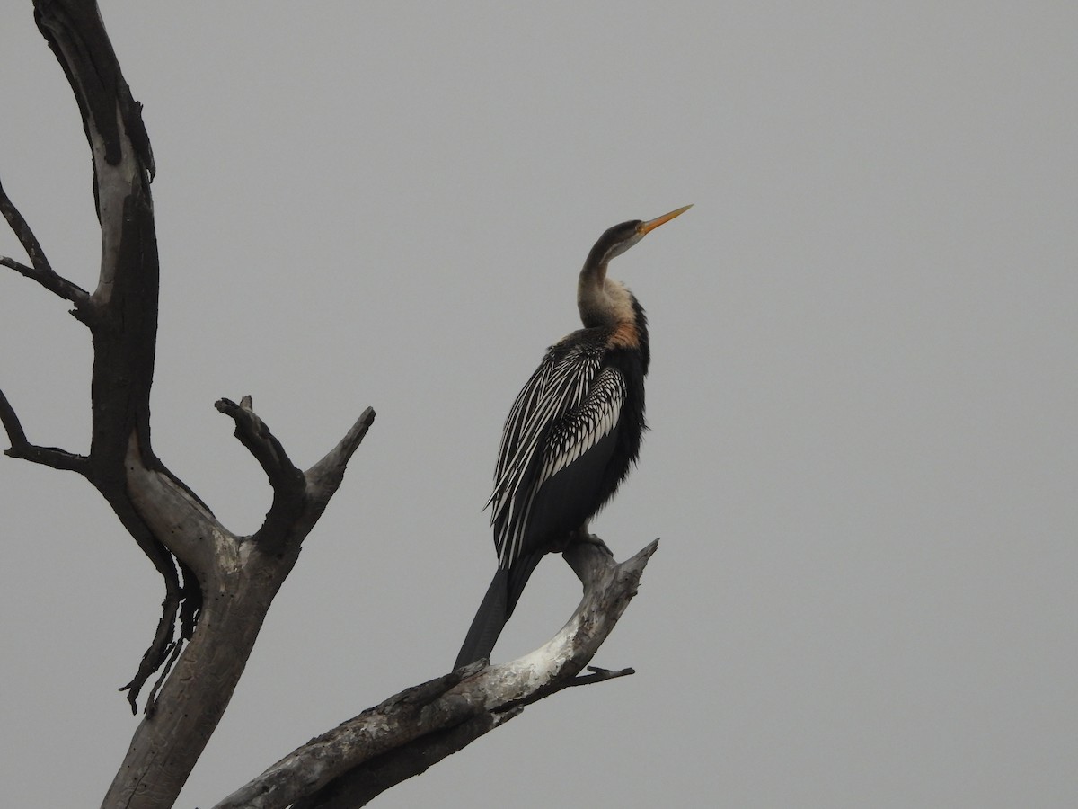 Oriental Darter - ML140955711