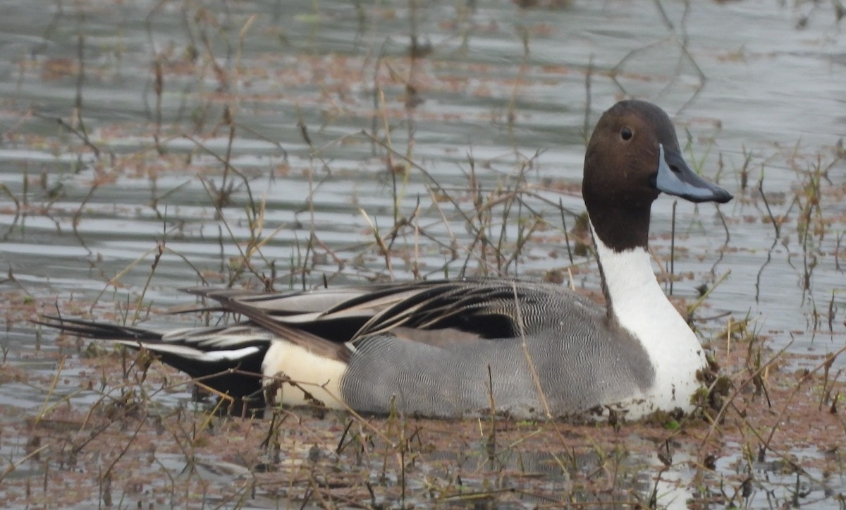 Northern Pintail - ML140956091