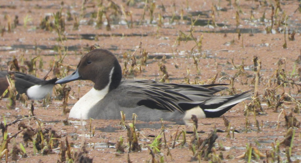 Northern Pintail - ML140956111