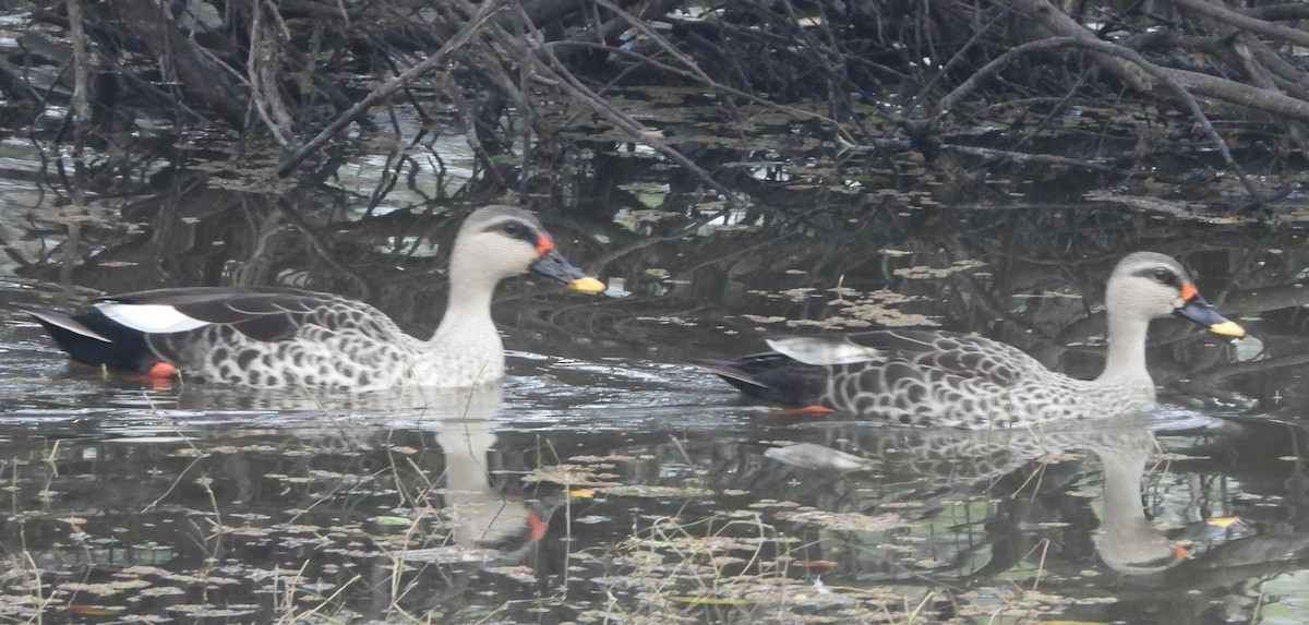 Canard à bec tacheté - ML140956451