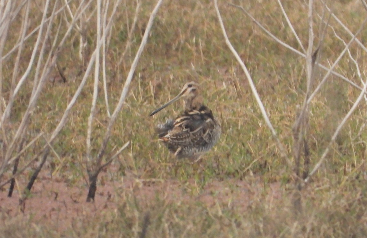 Common Snipe - ML140957091