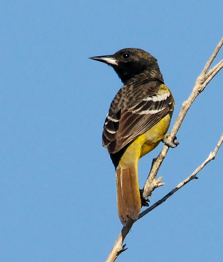 Oriole jaune-verdâtre - ML140957111