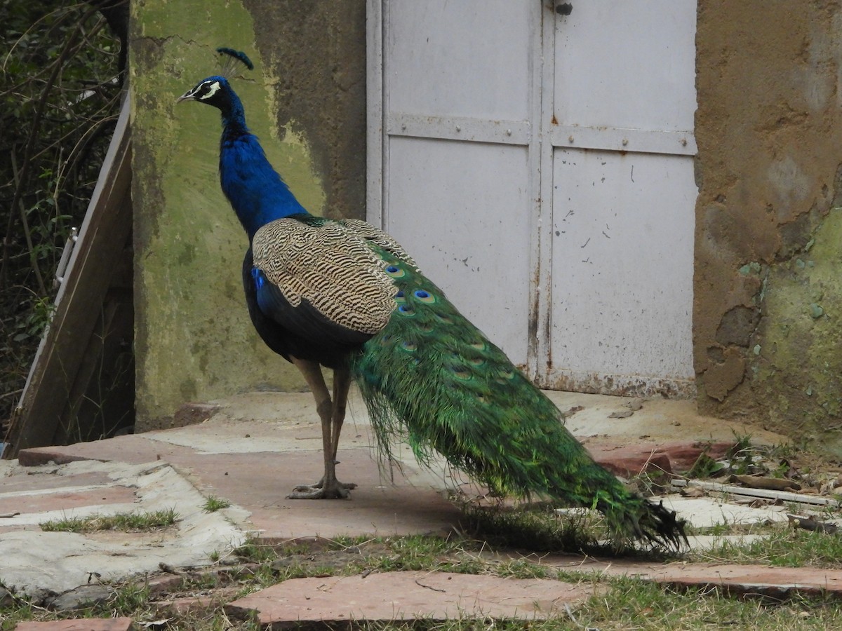 Indian Peafowl - ML140958291