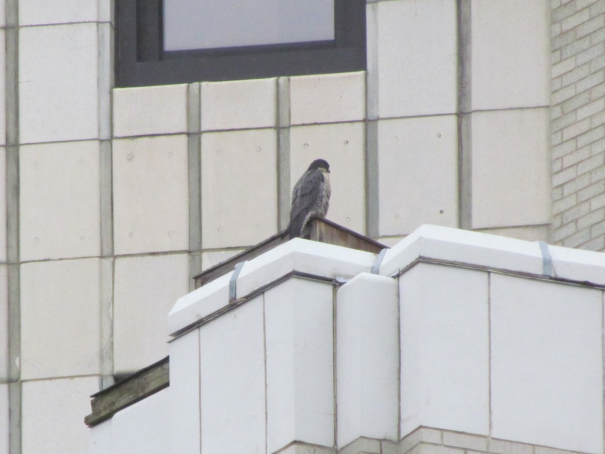 Peregrine Falcon - ML140958501