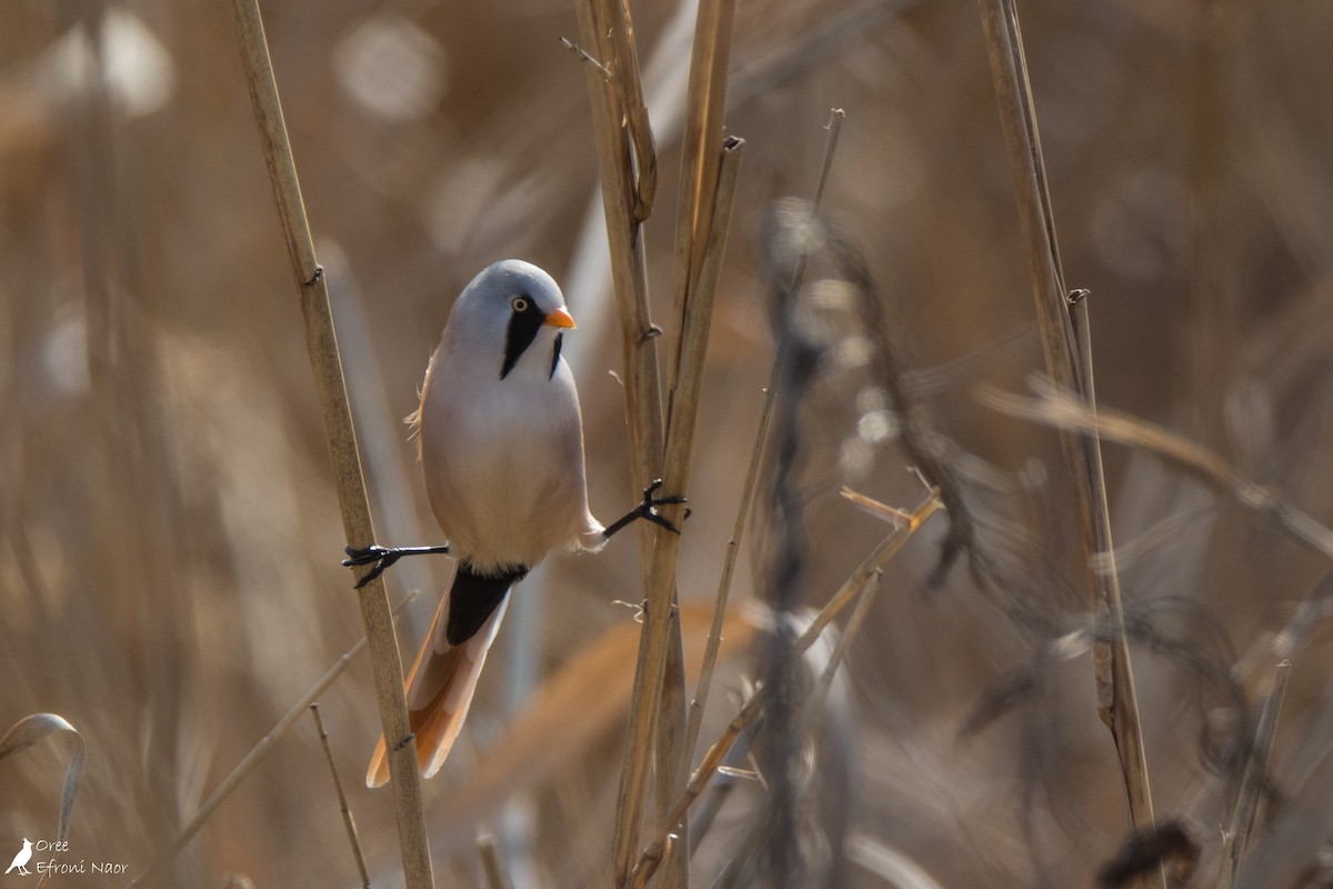 Bearded Reedling - Oree Efroni Naor