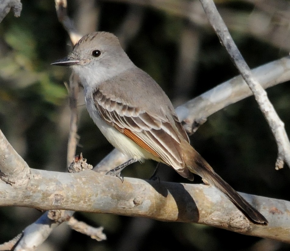 Ash-throated Flycatcher - Steven Mlodinow