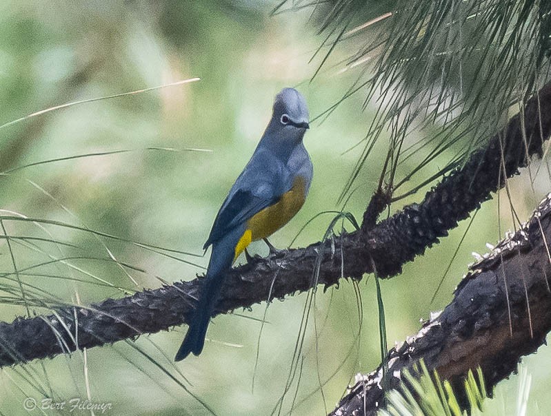 Gray Silky-flycatcher - ML140959331